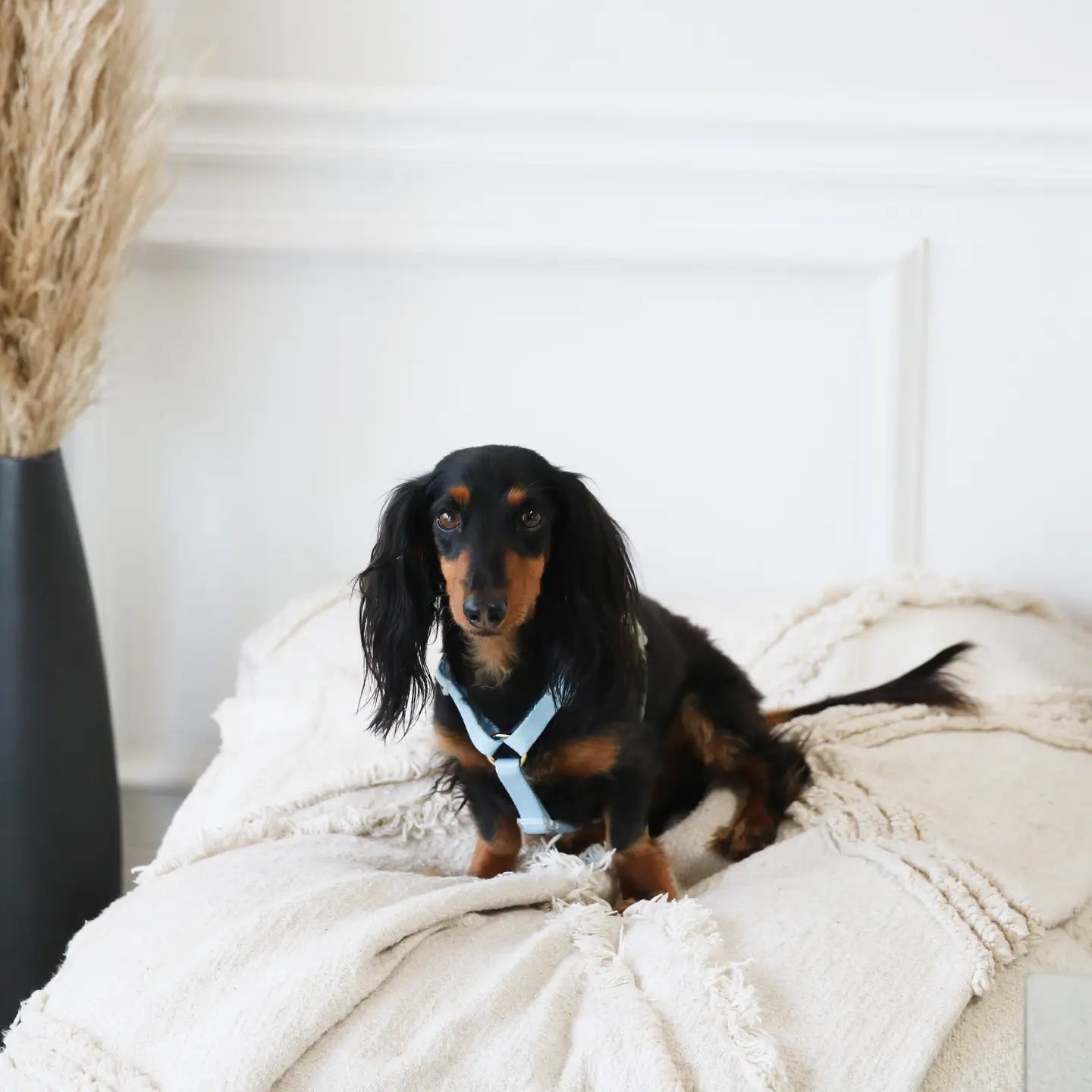 Blue + Sage – Furlou Dog Harness