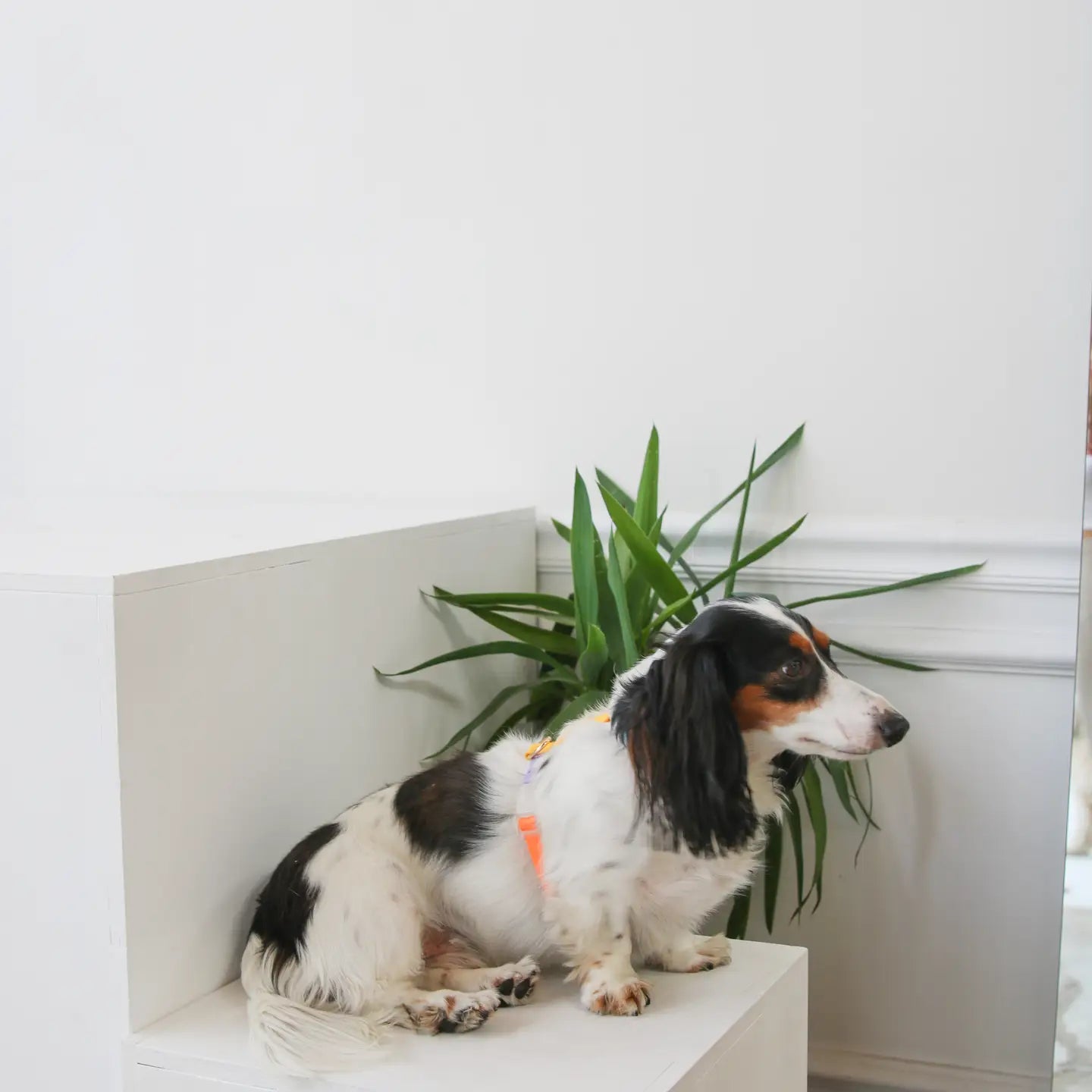 Rainbow – Furlou Dog Harness