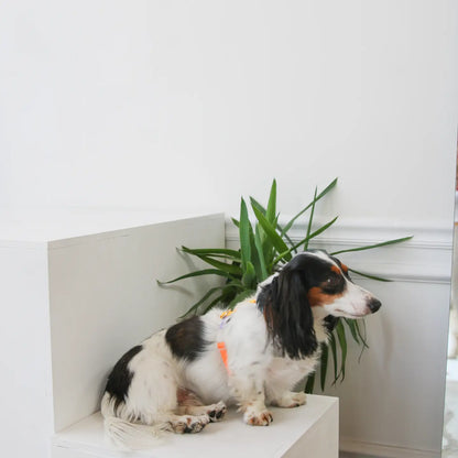 Rainbow – Furlou Dog Harness