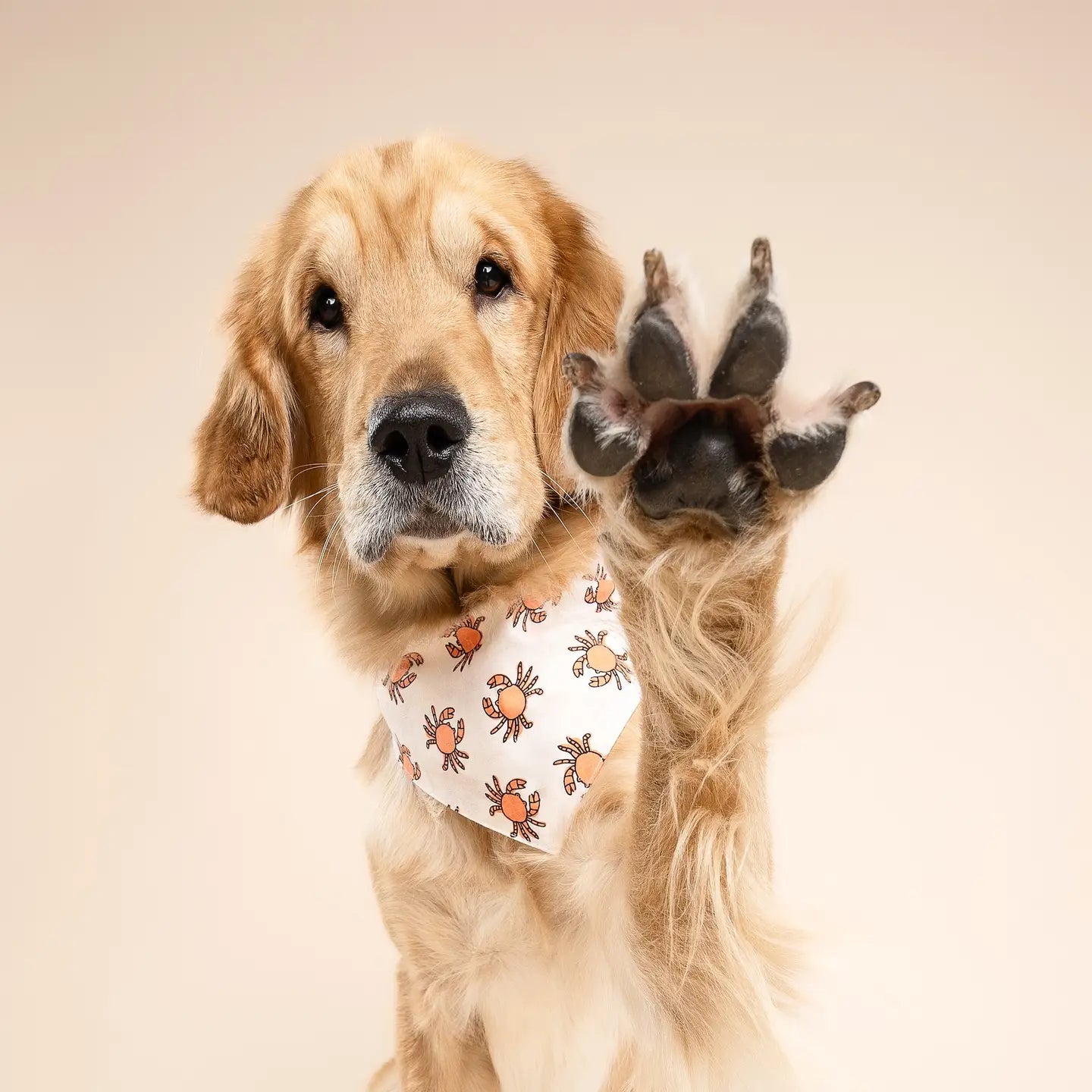Crabs Bandana