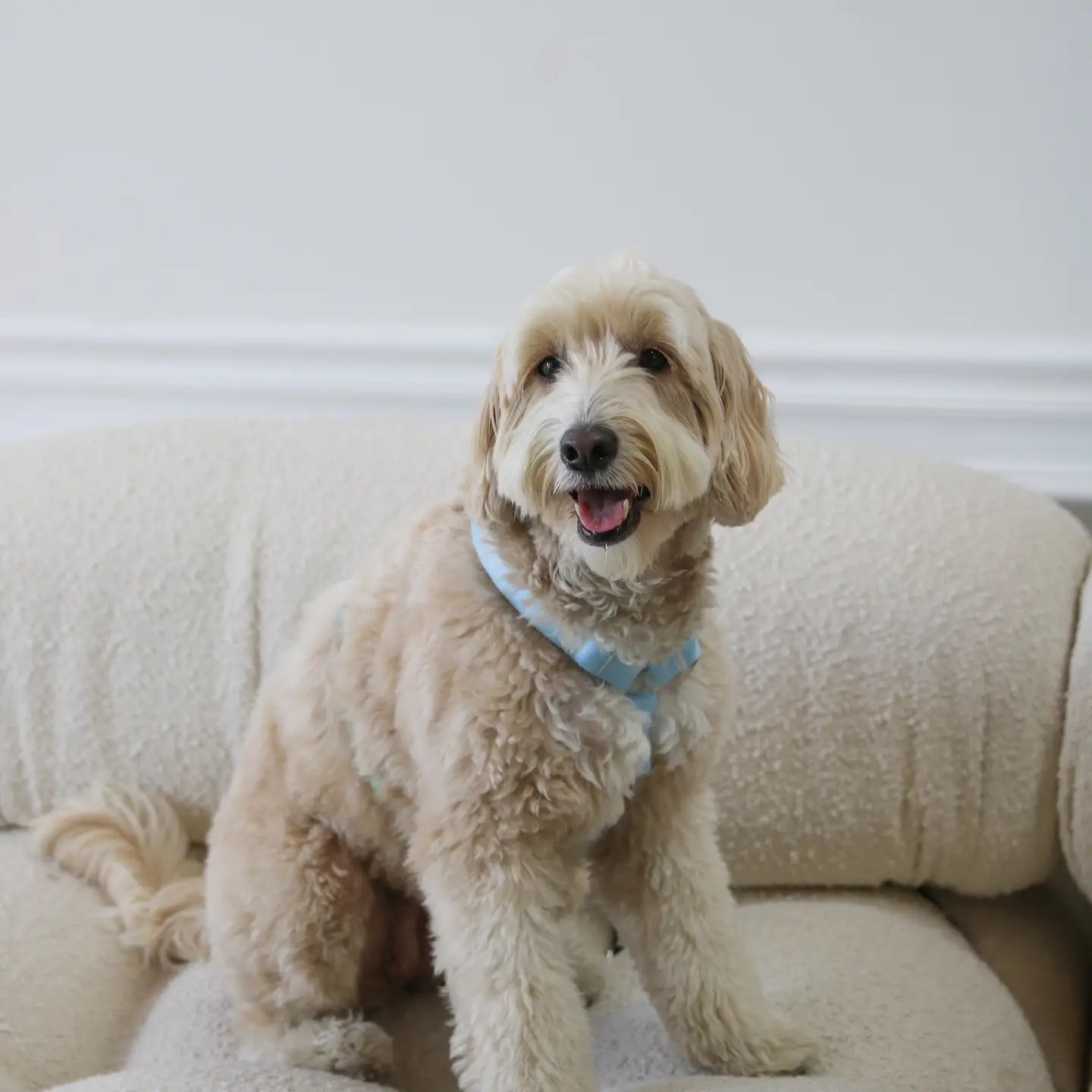 Blue + Sage – Furlou Dog Harness