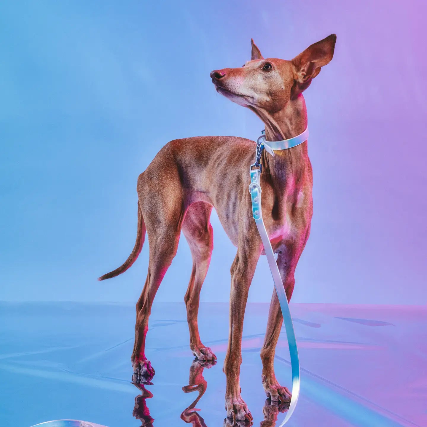 Wild One Collar – Holographic Lunar