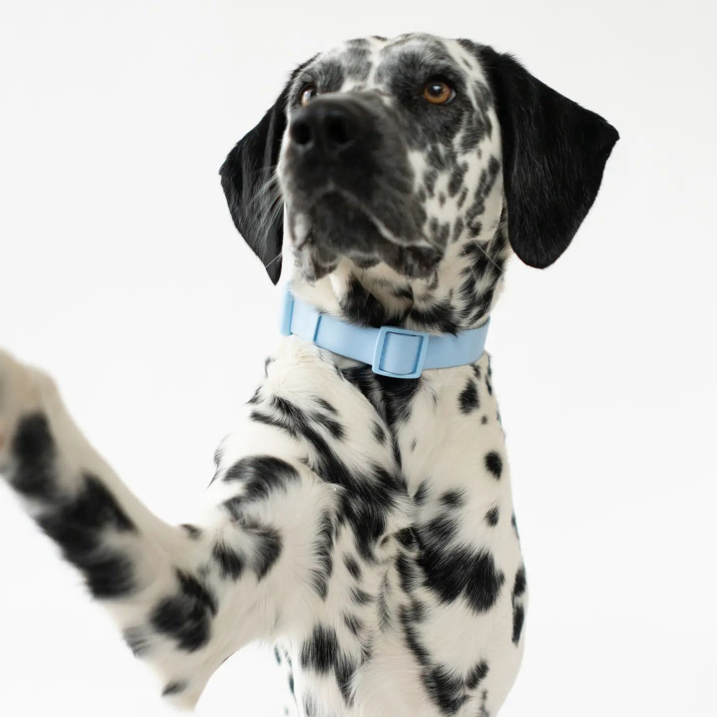 All Weather Dog Collar