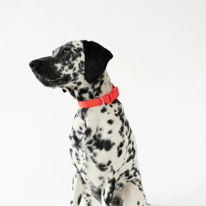 All Weather Dog Collar