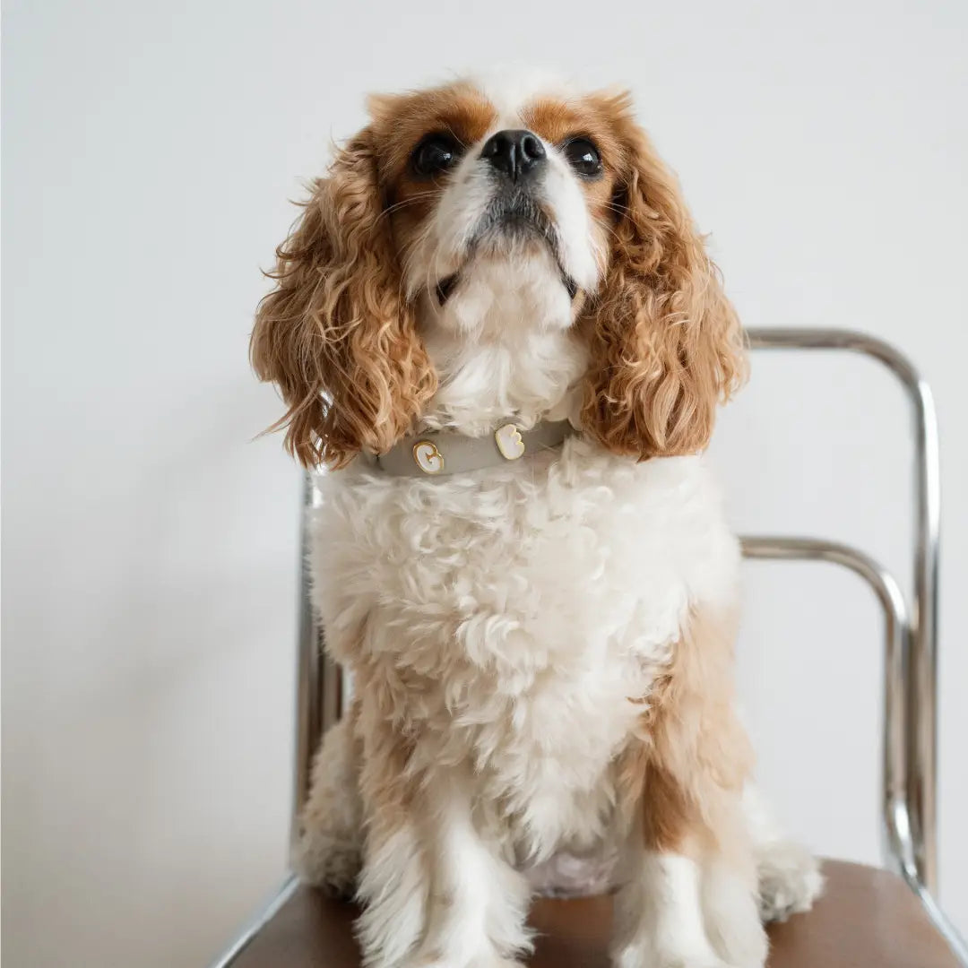 Furei Moodies Collars (Multiple colors availables)