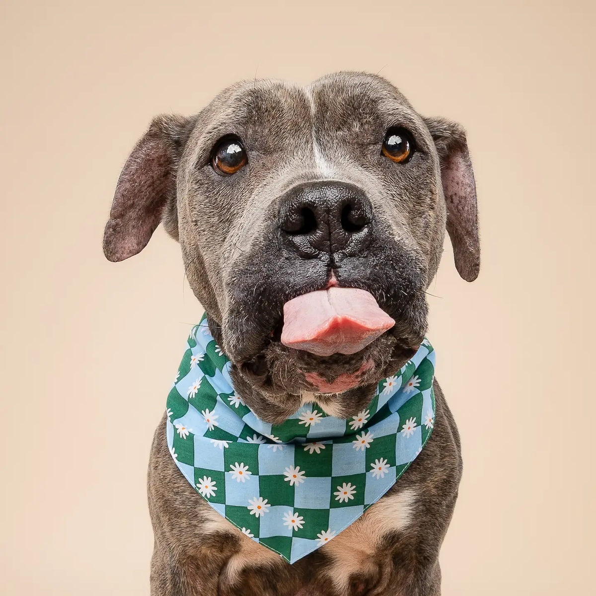 Checkers Flower Bandana