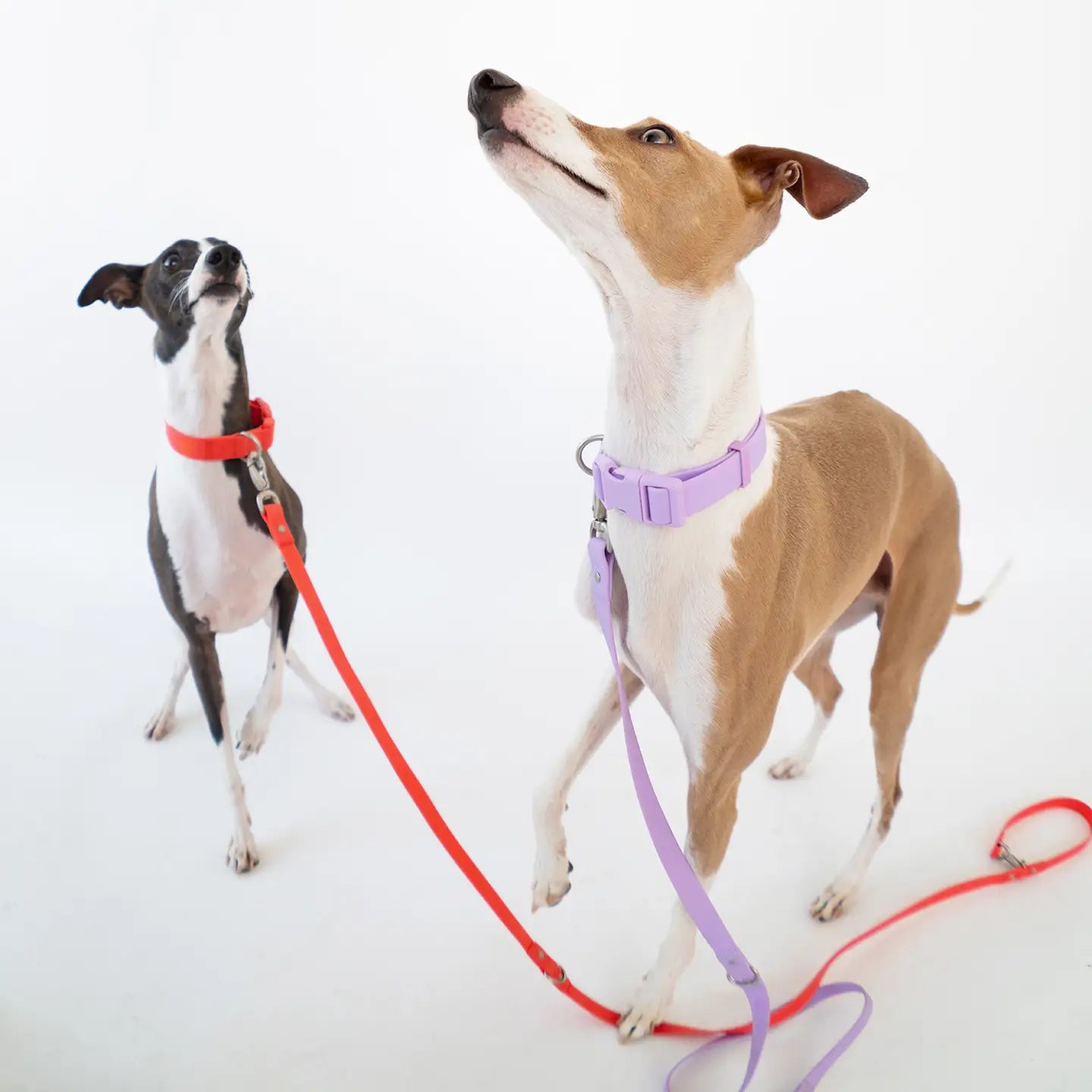 Adjustable Waterproof Leash