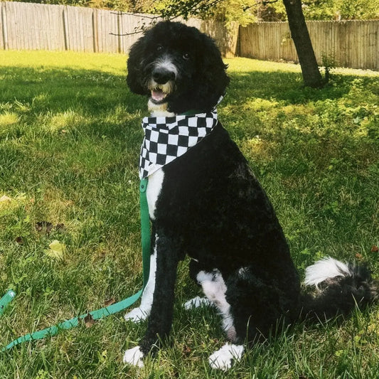 Chess Bandana