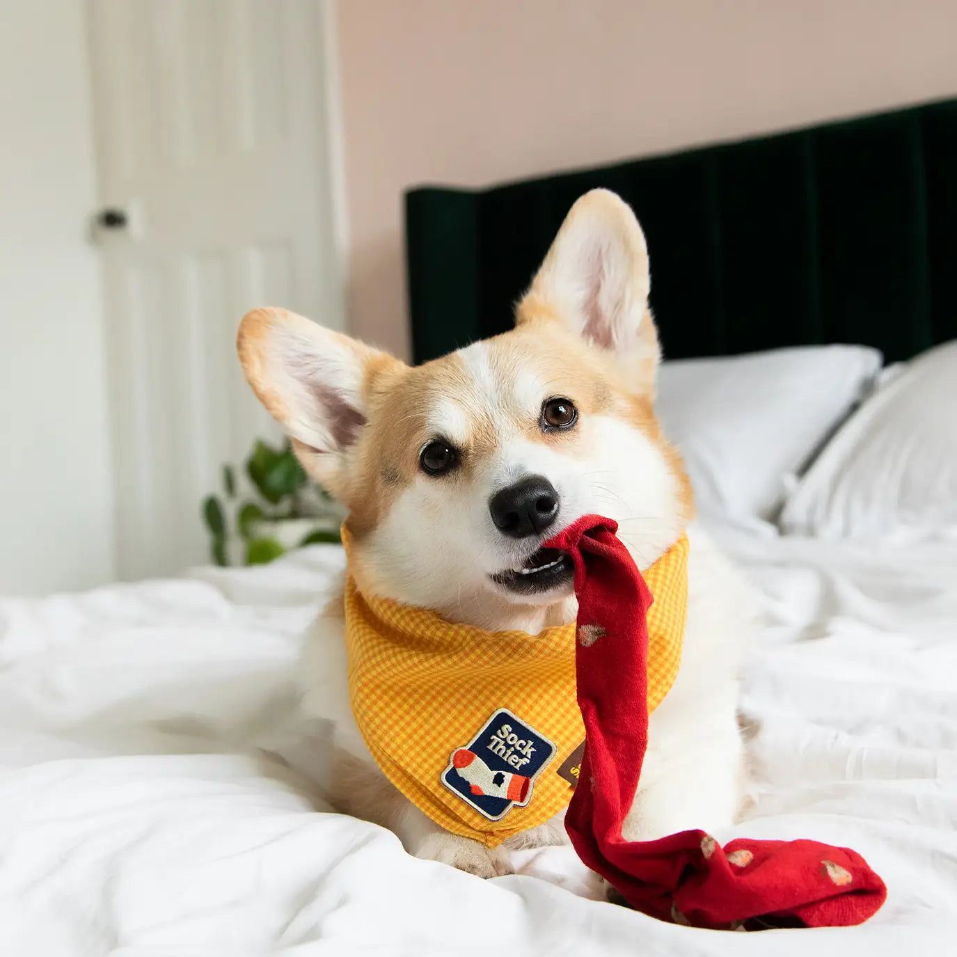 Sock Thief Iron Patch