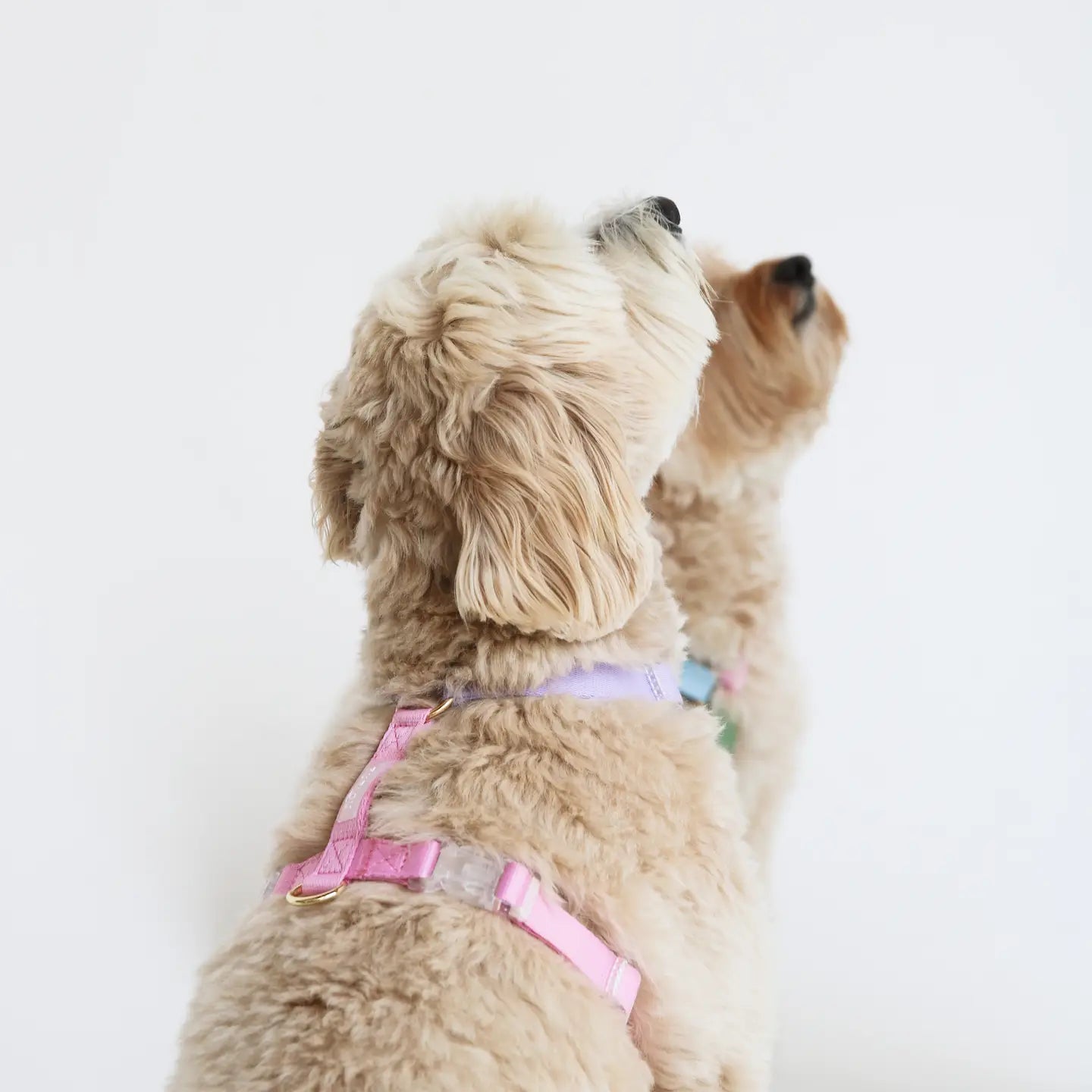Lavender + Pink – Furlou Strap Dog Harness