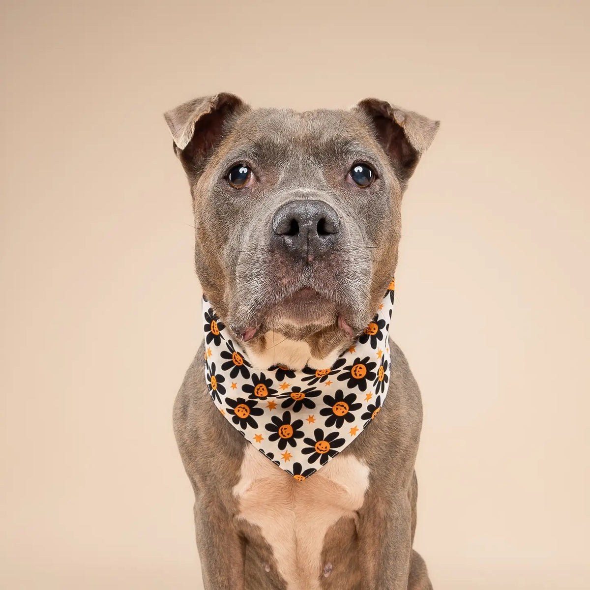 Pumpkin Petals Bandana
