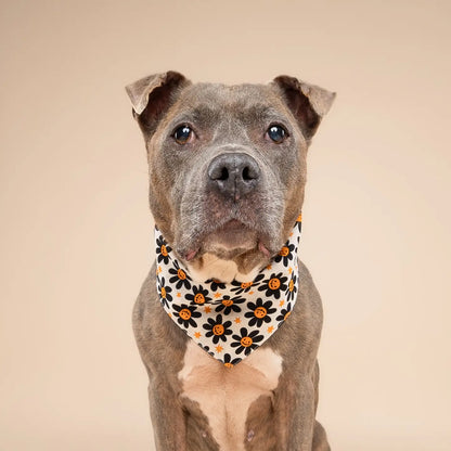Pumpkin Petals Bandana