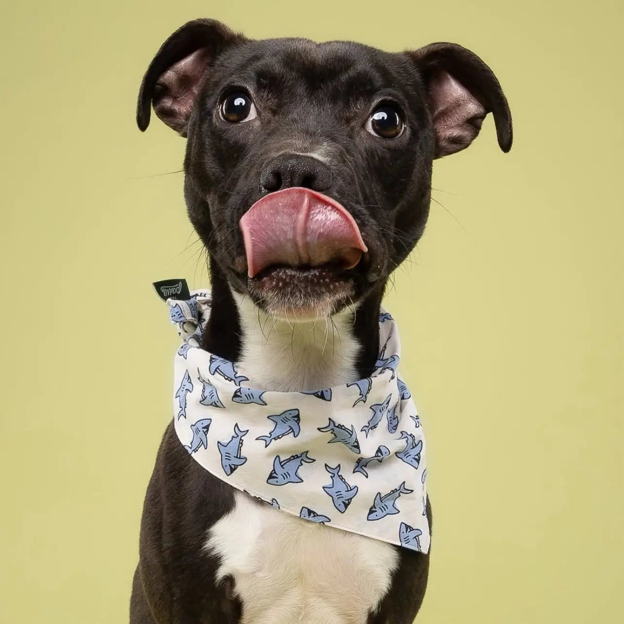 Jawz Dog Bandana