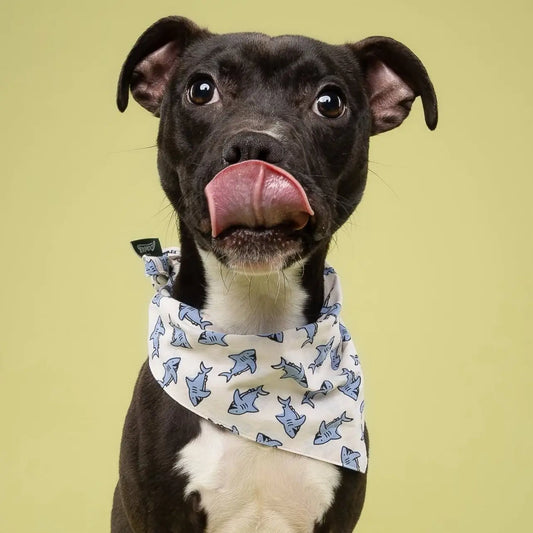 Jawz Dog Bandana