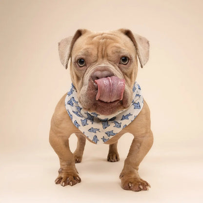 Jawz Dog Bandana