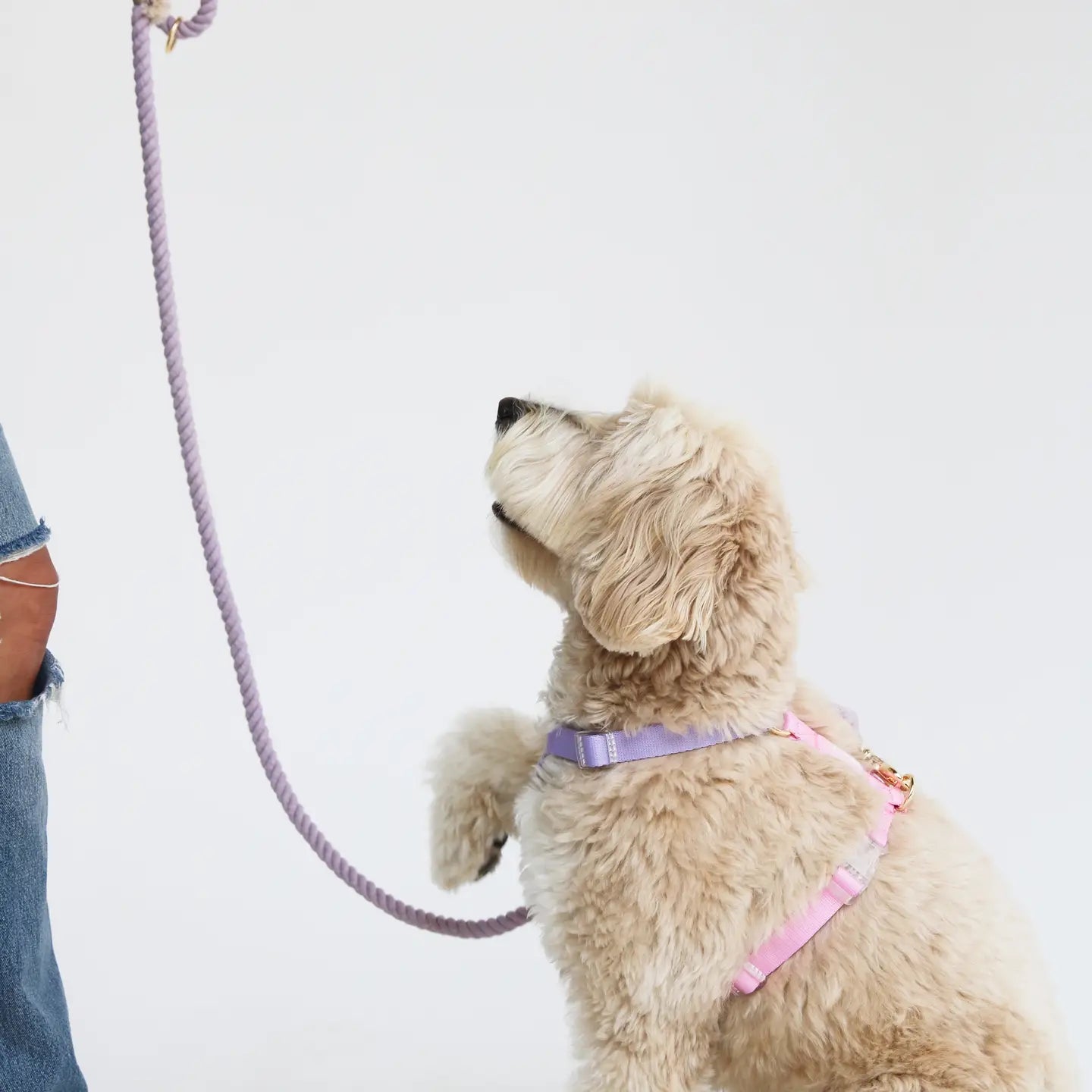 Lavender + Pink – Furlou Strap Dog Harness