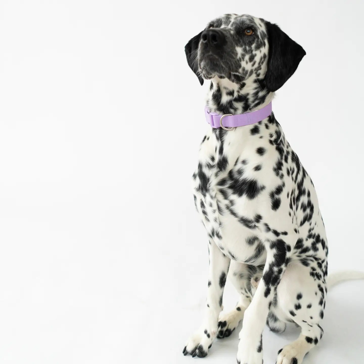 All Weather Dog Collar