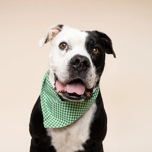 Green Gingham Bandana