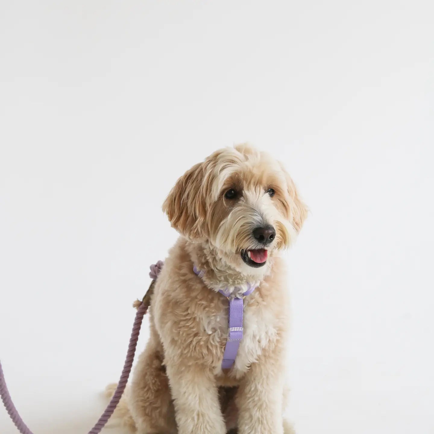 Lavender + Pink – Furlou Strap Dog Harness