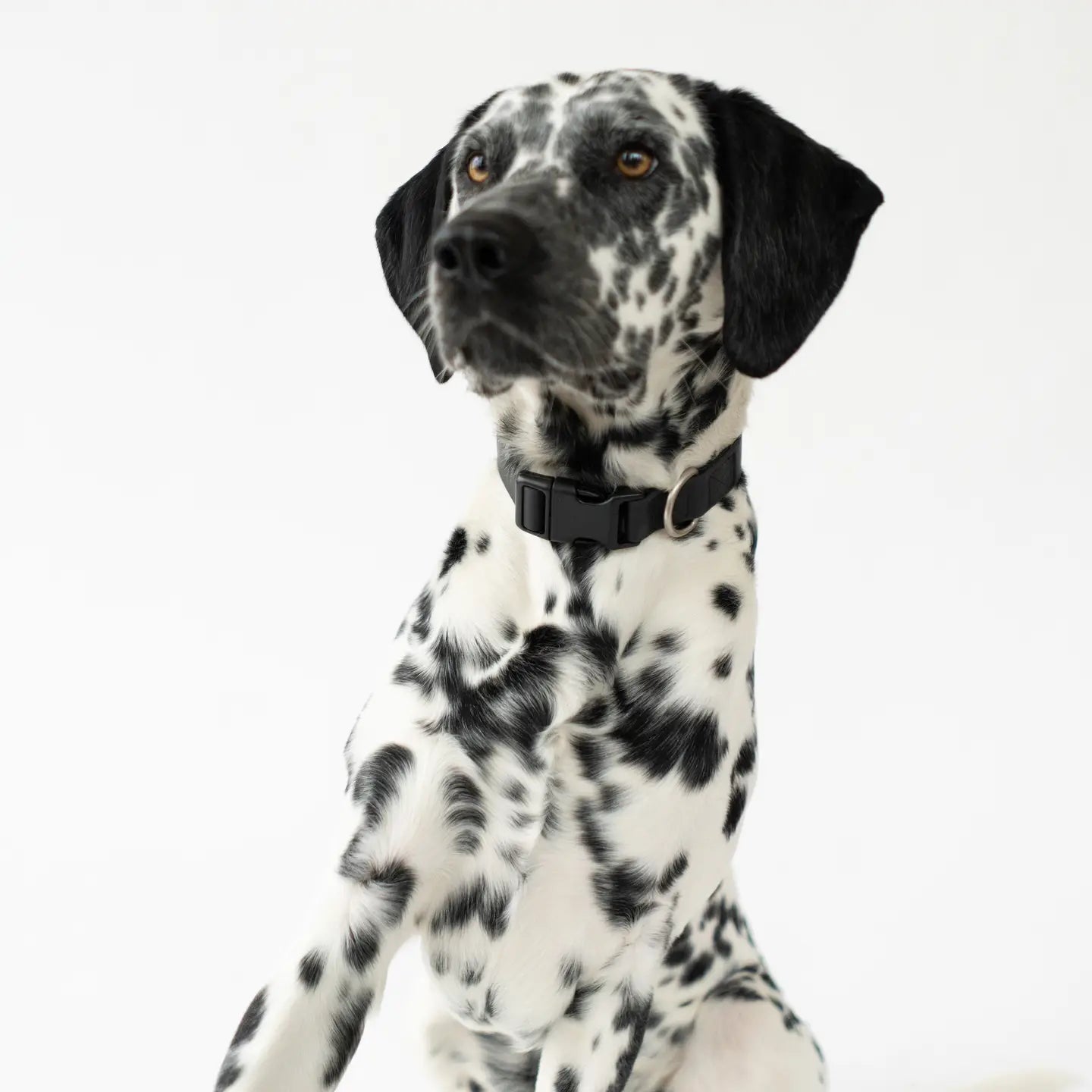 All Weather Dog Collar